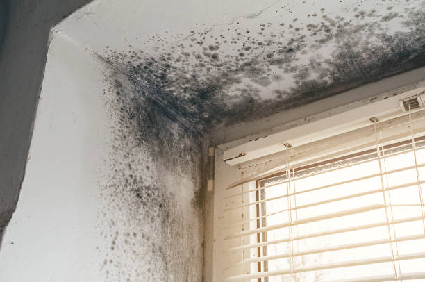 Affordable Mold Cleanup solutions in Roxbury, MA